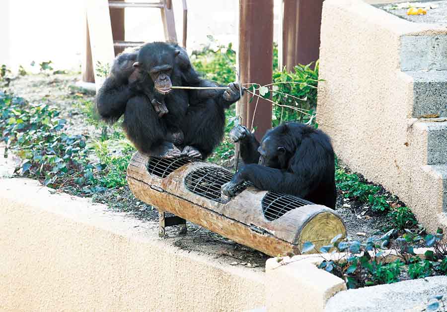 東山動植物園公園（チンパンジー　施設）の画像