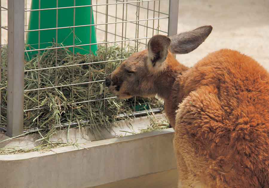 東山動植物園公園（カンガルー　ゲート・エサカゴ）の画像