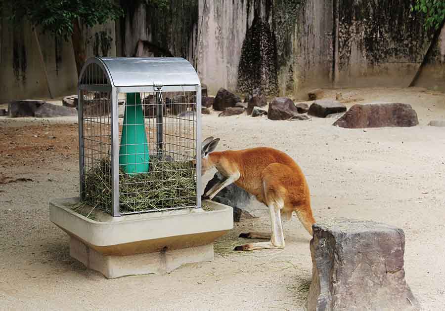 東山動植物園公園（カンガルー　ゲート・エサカゴ）の画像