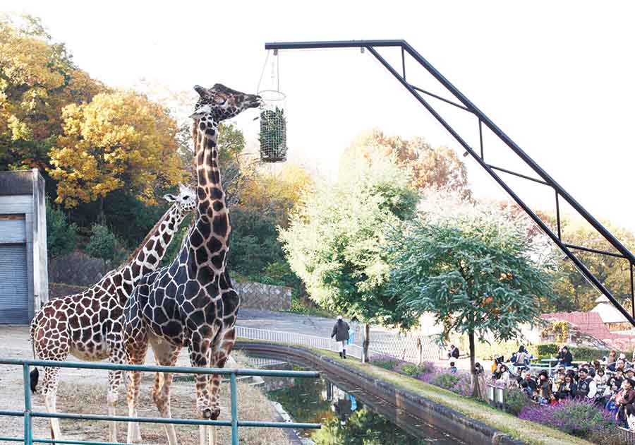 東山動植物園公園（キリン　エサカゴ）の画像