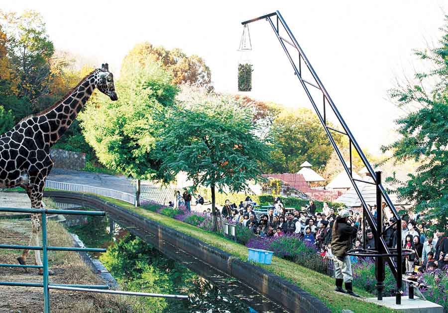 東山動植物園公園（キリン　エサカゴ）の画像