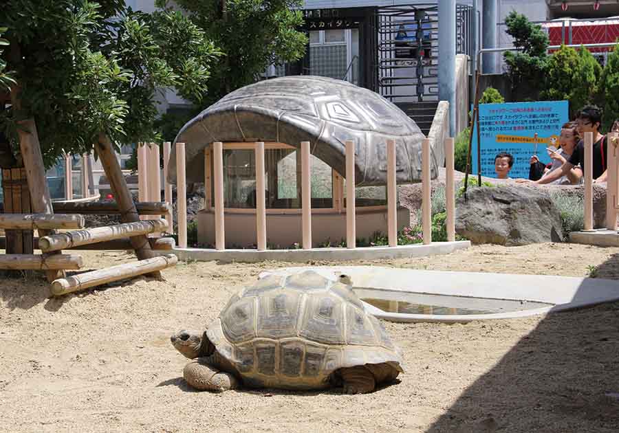 東山動植物園公園（ゾウガメ　ビューイングシェルター）の画像