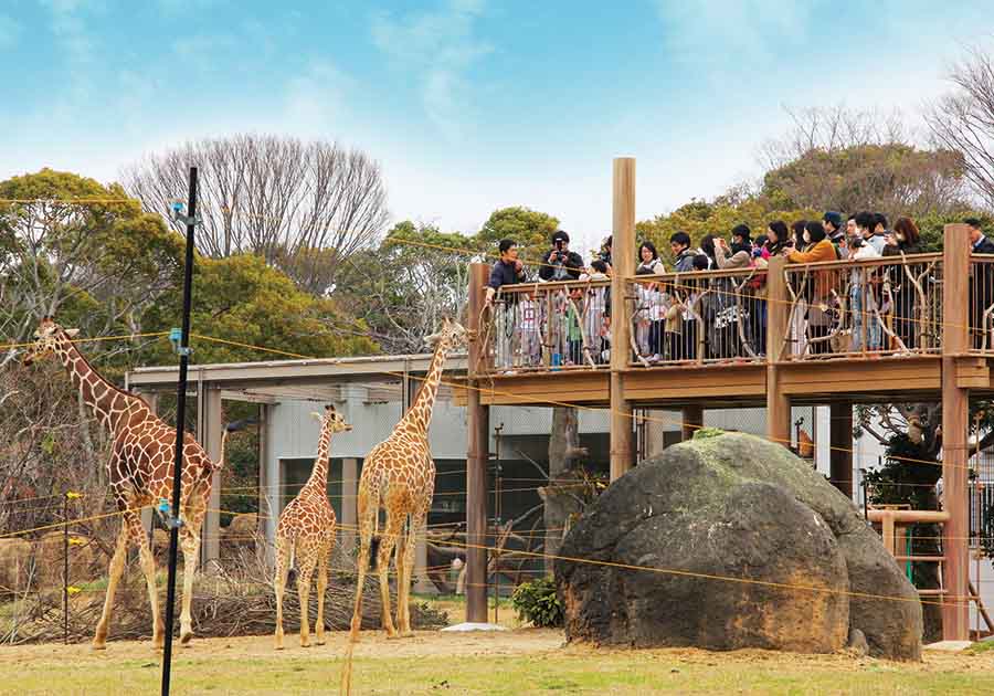 豊橋総合動植物公園　のんほいパーク（キリン　観察台）の画像